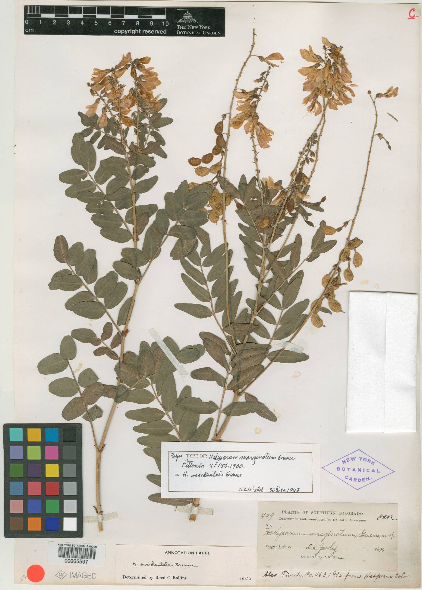 Hedysarum marginatum image