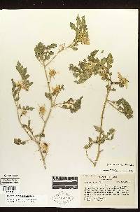 Solanum angustifolium image