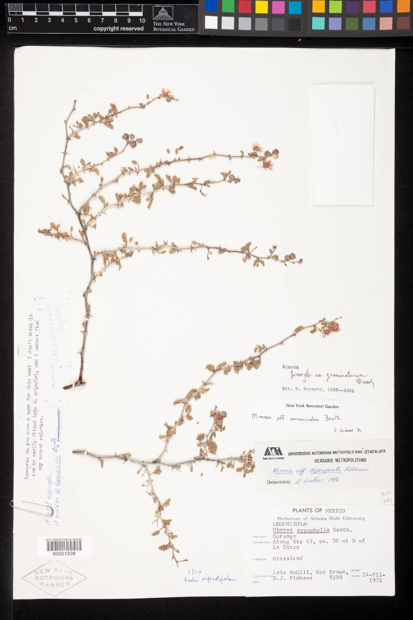 Mimosa pringlei var. graminetorum image