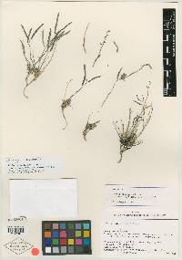 Arabis pinzliae image