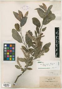 Salix laurentiana image