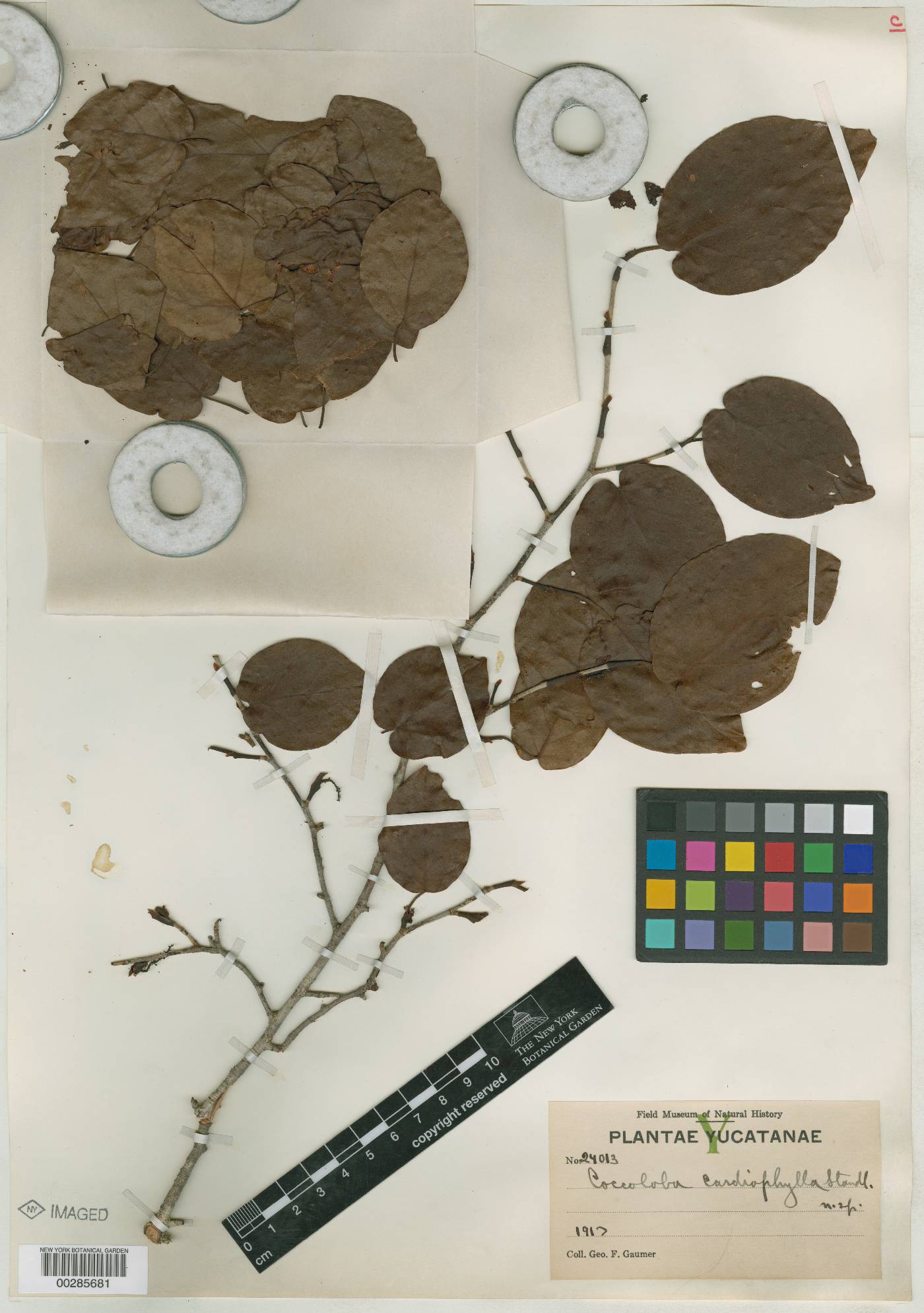 Coccoloba acapulcensis image