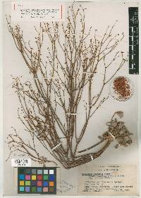 Eriogonum vimineum image