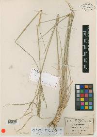 Disakisperma dubium image