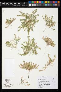 Lepidium dictyotum image