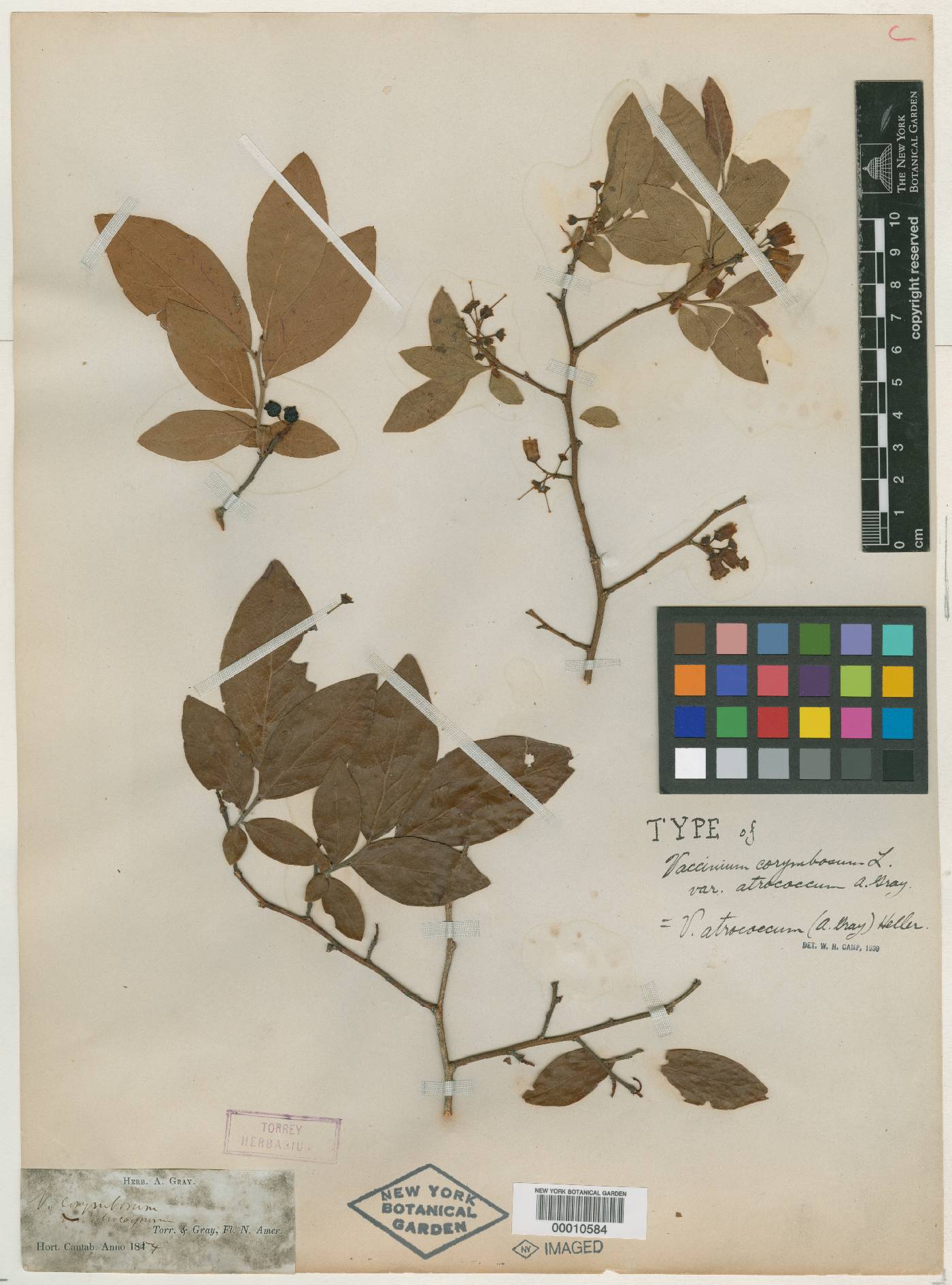 Vaccinium corymbosum var. atrococcum image