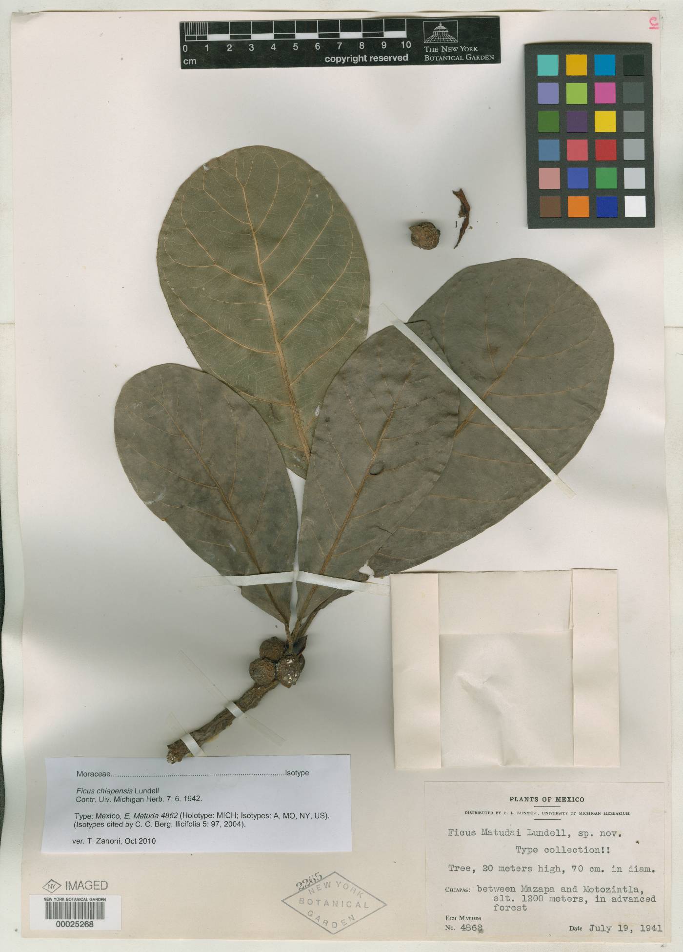 Ficus obtusifolia image