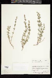 Galium coloradoense image