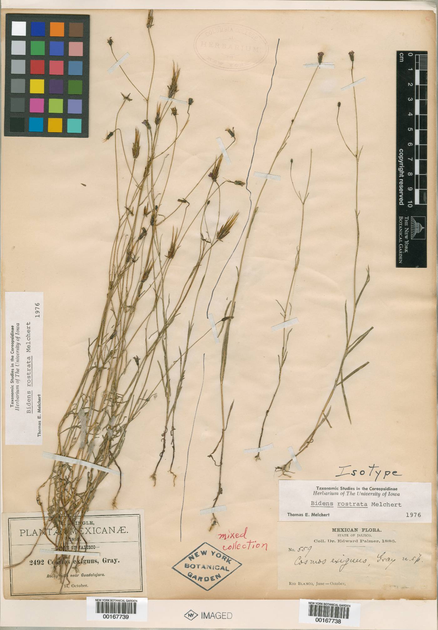 Bidens rostrata image