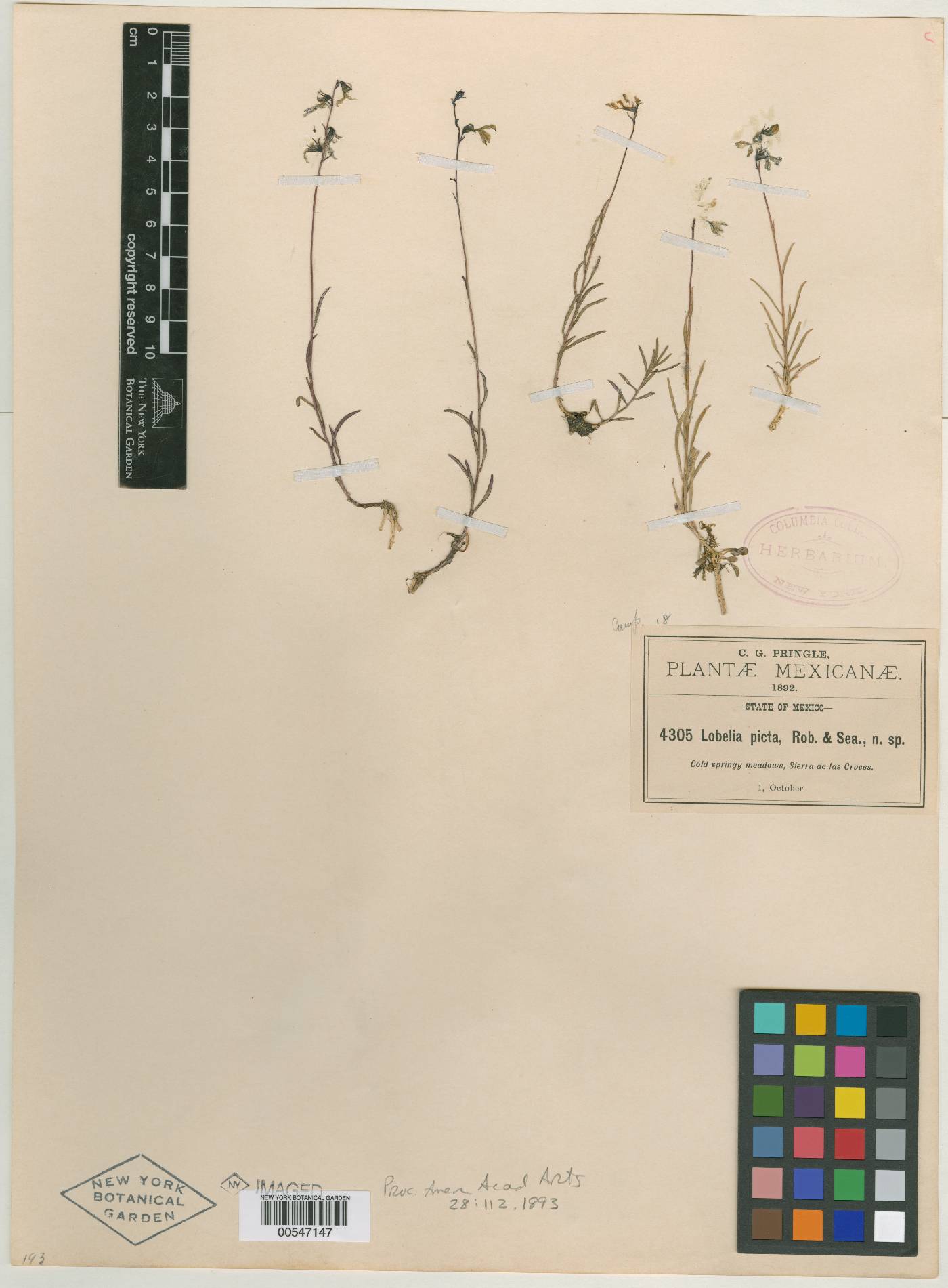 Lobelia irasuensis subsp. picta image