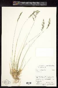 Muhlenbergia montana image