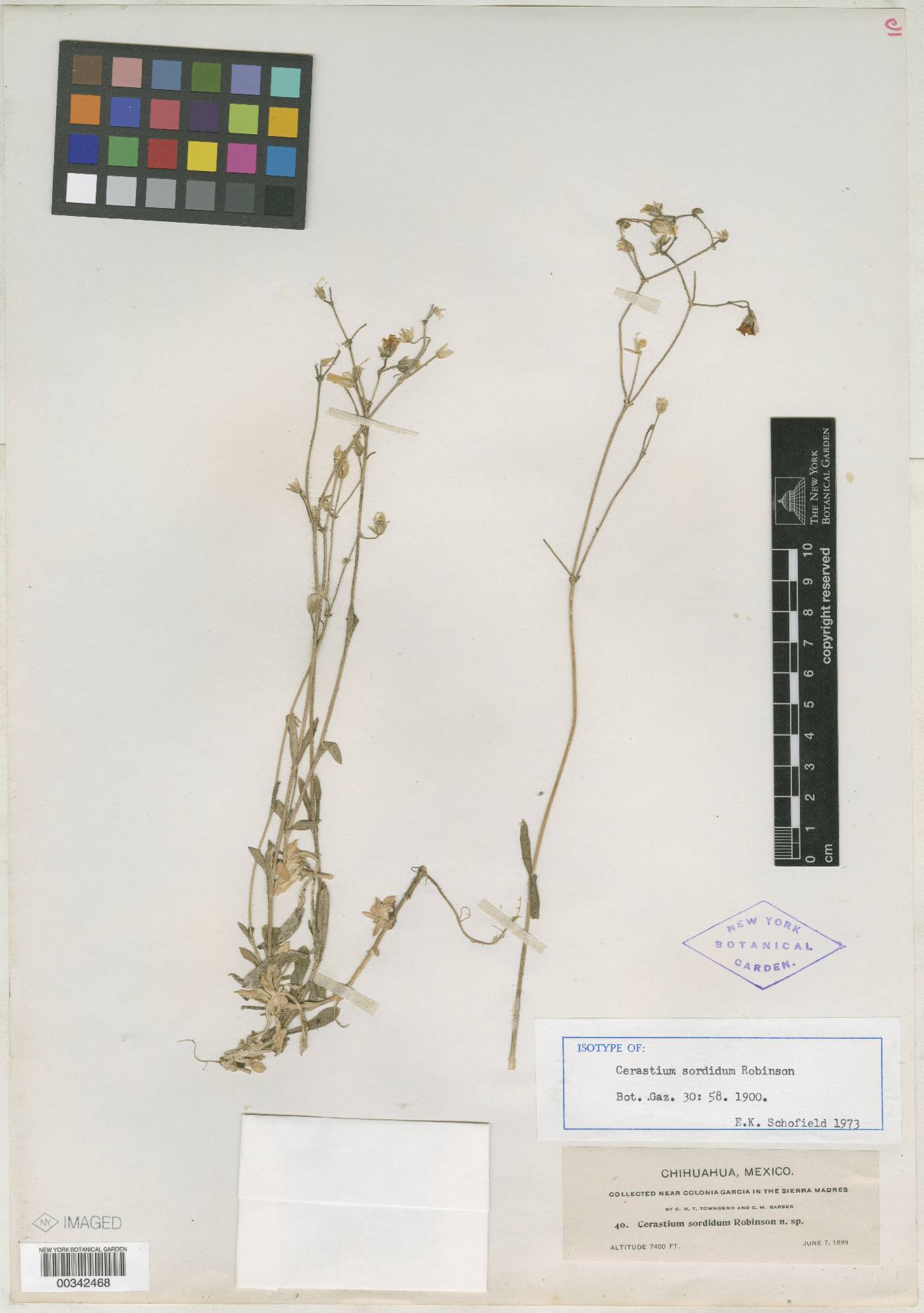 Cerastium sordidum image