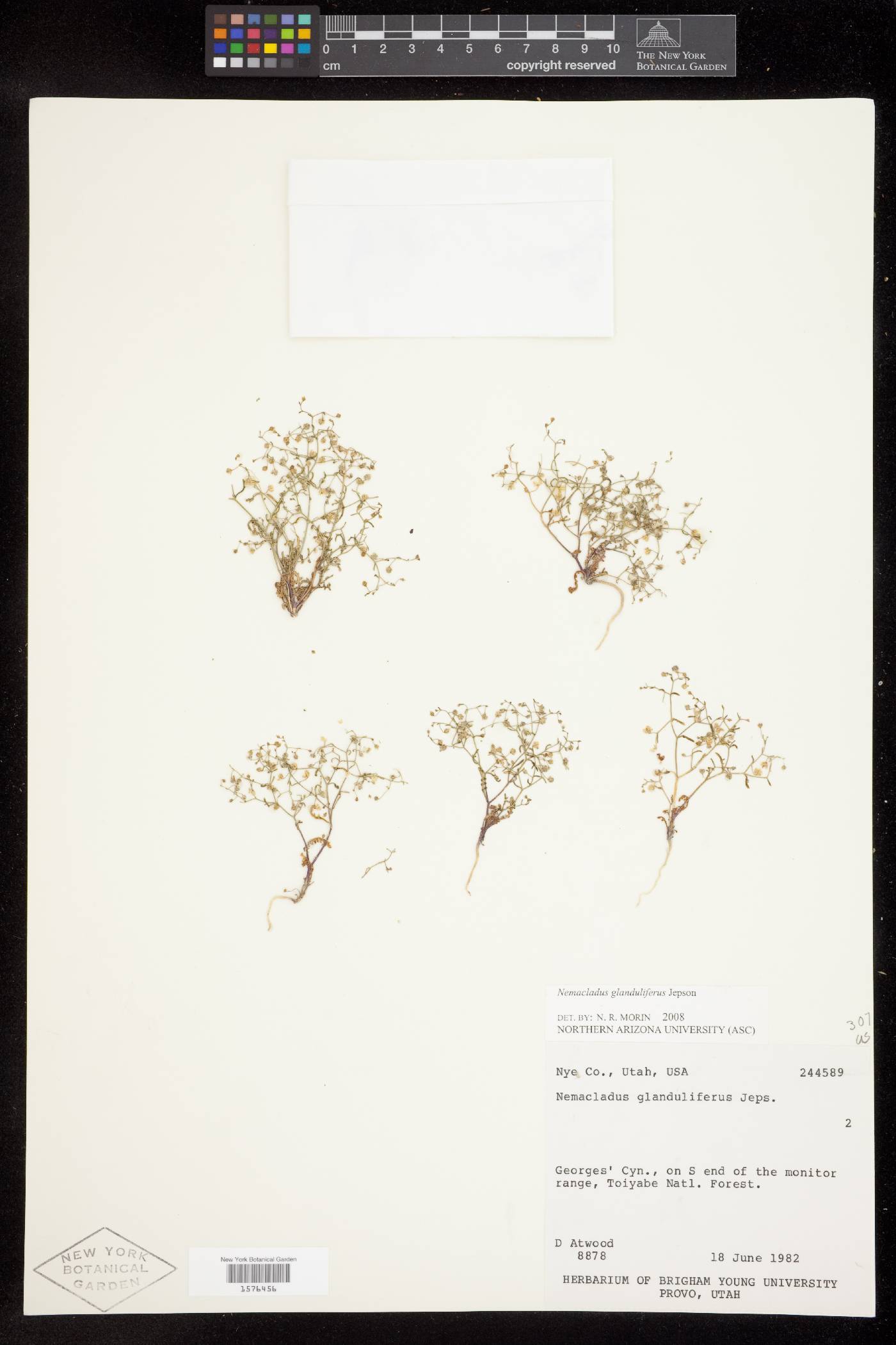 Nemacladus glanduliferus var. glanduliferus image