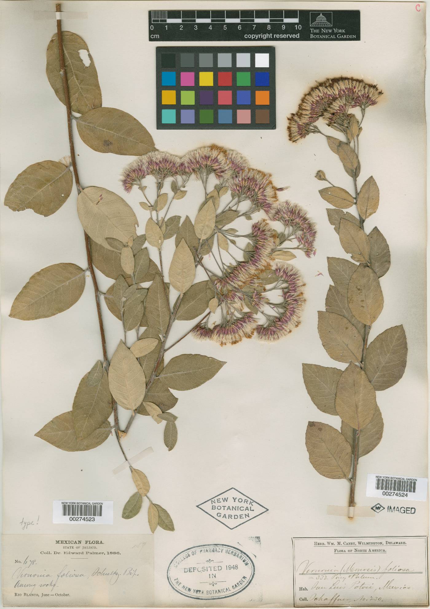 Lessingianthus linearifolius image