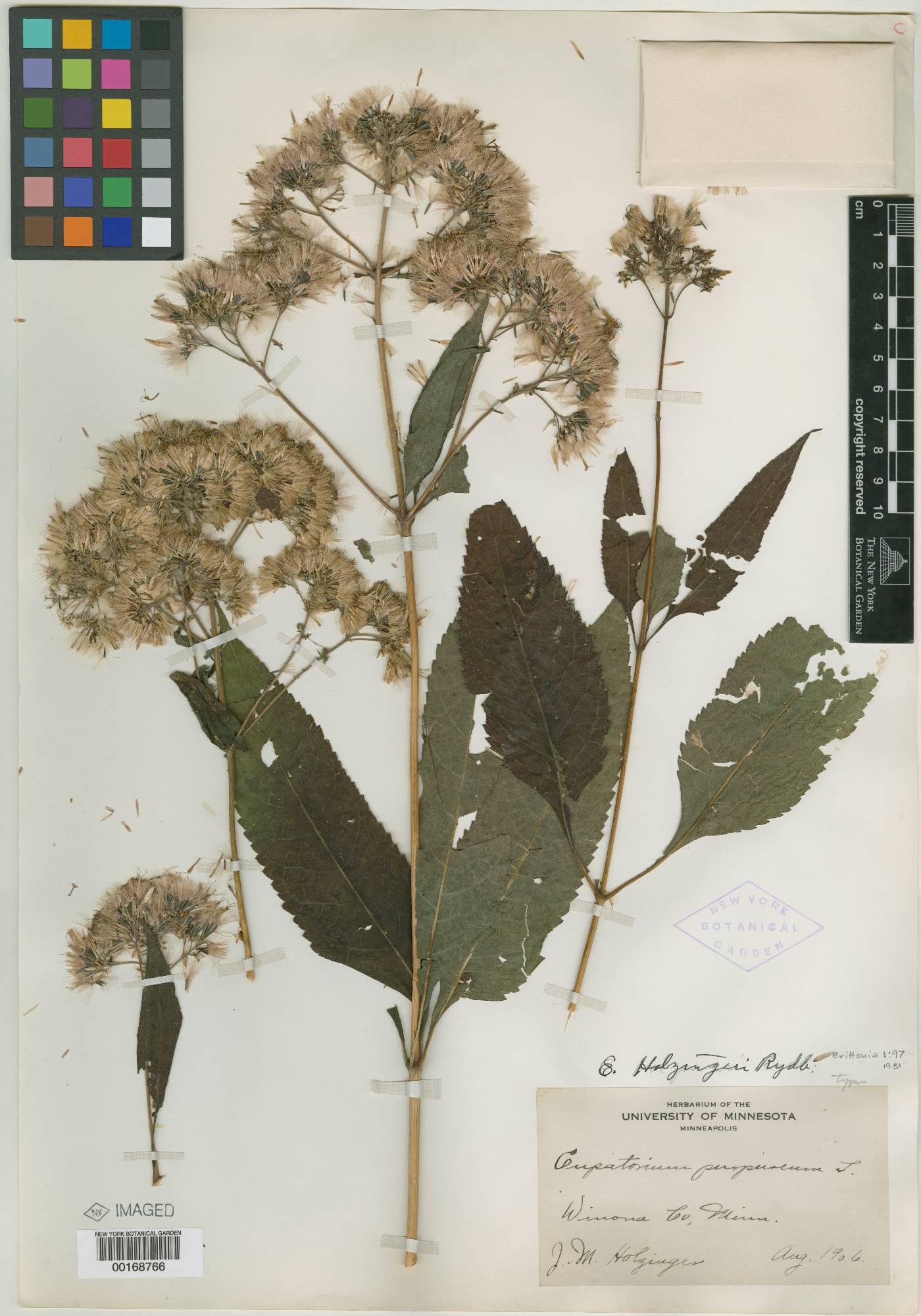 Eupatorium holzingeri image