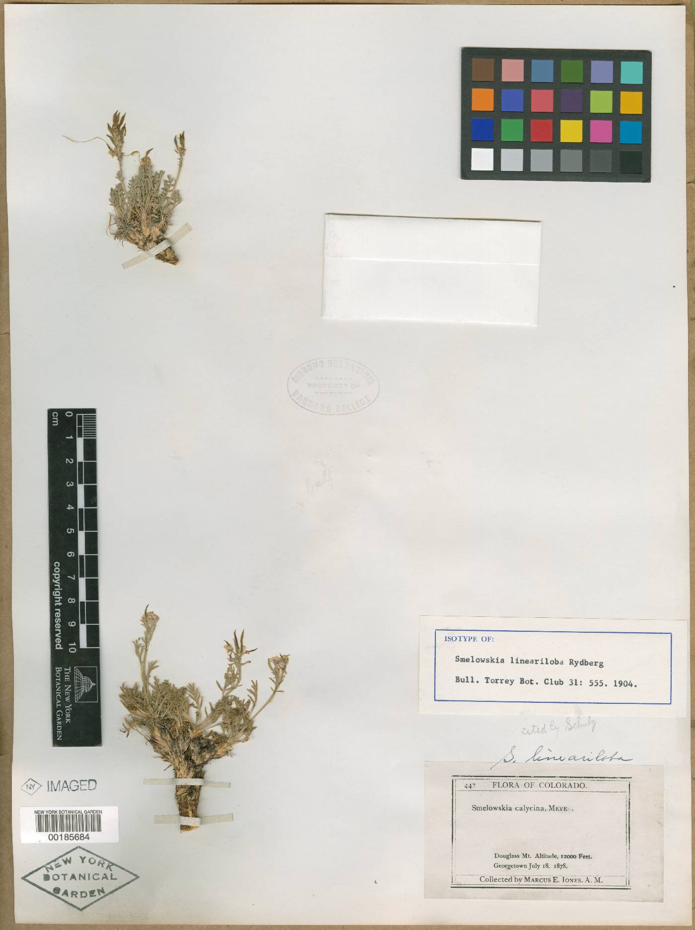 Smelowskia lineariloba image