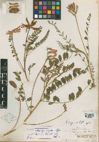 Astragalus sanguineus image