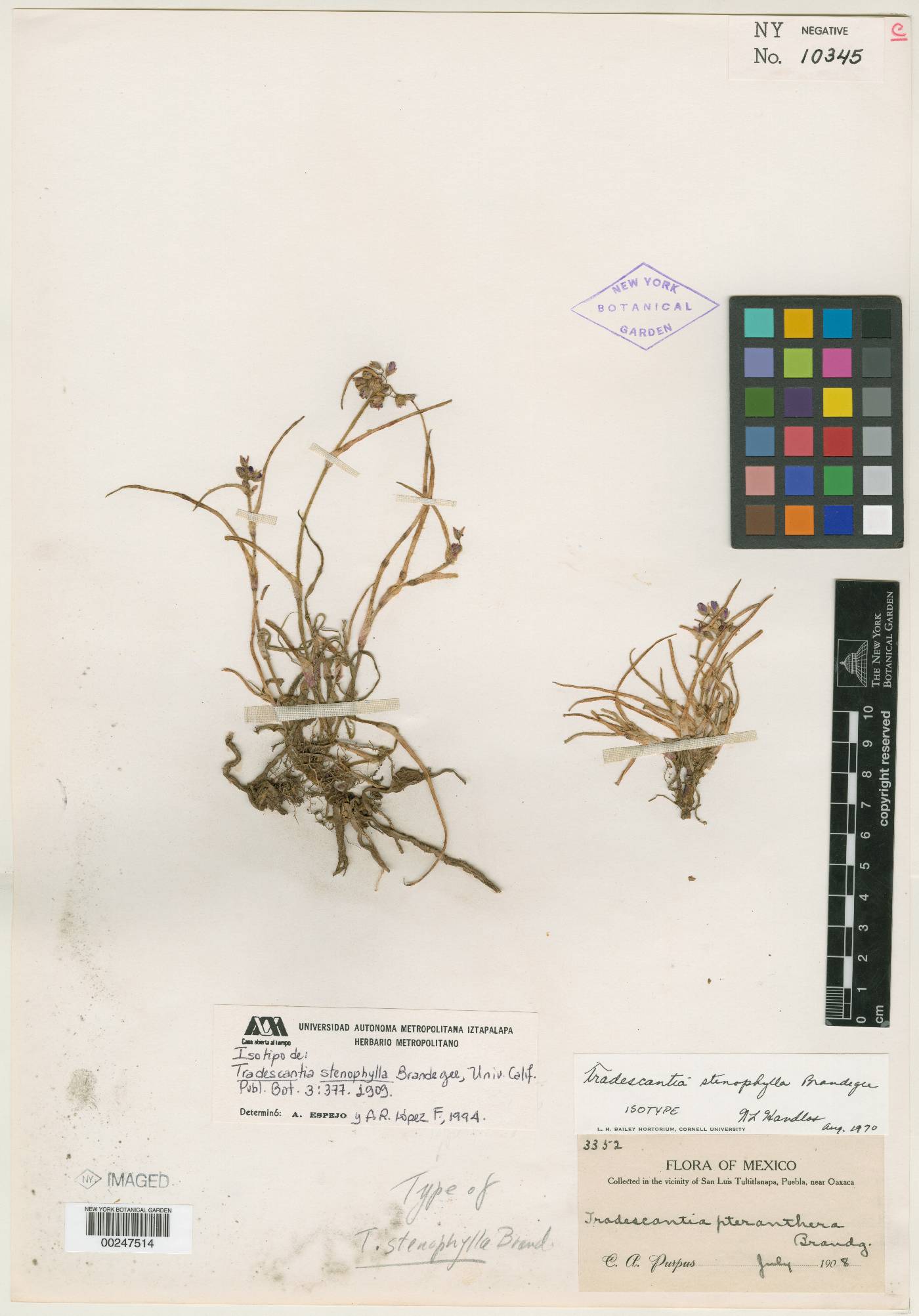 Tradescantia stenophylla image