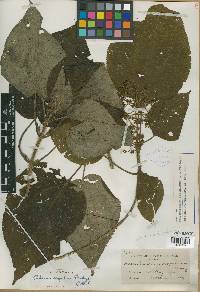 Clidemia scopulina image