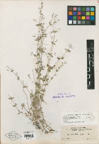 Galium munzii subsp. ambivalens image