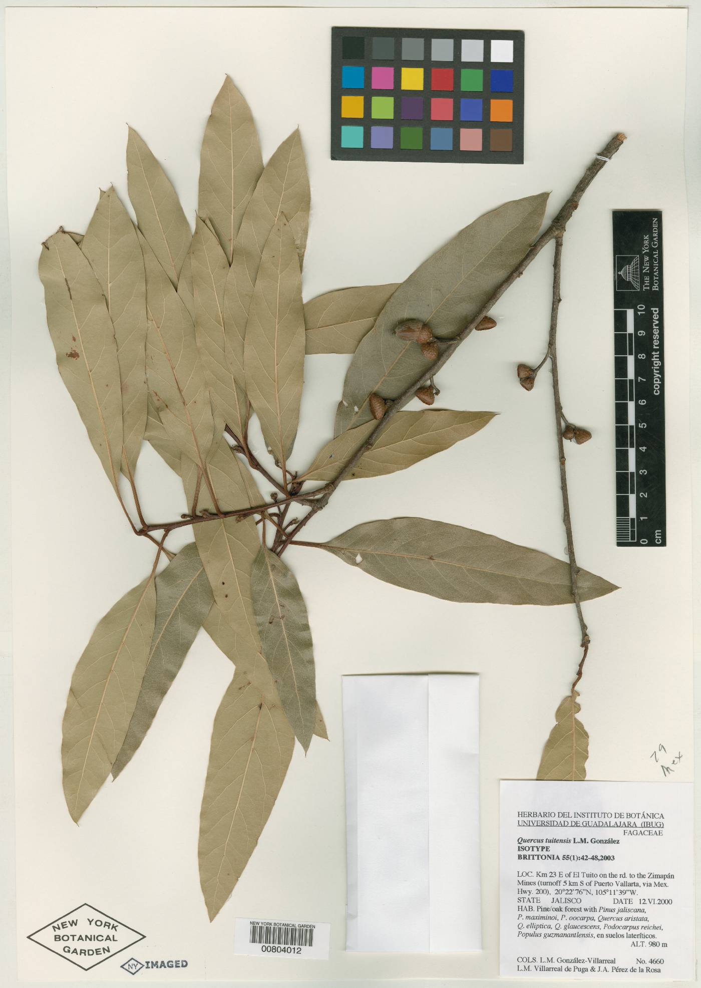 Quercus tuitensis image