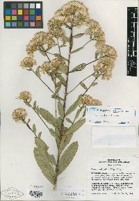 Acourtia reticulata var. maculata image
