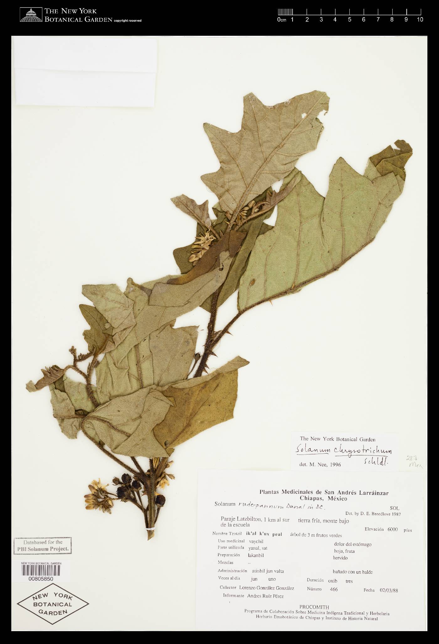 Solanum chrysotrichum image