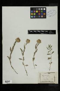 Monardella glauca image