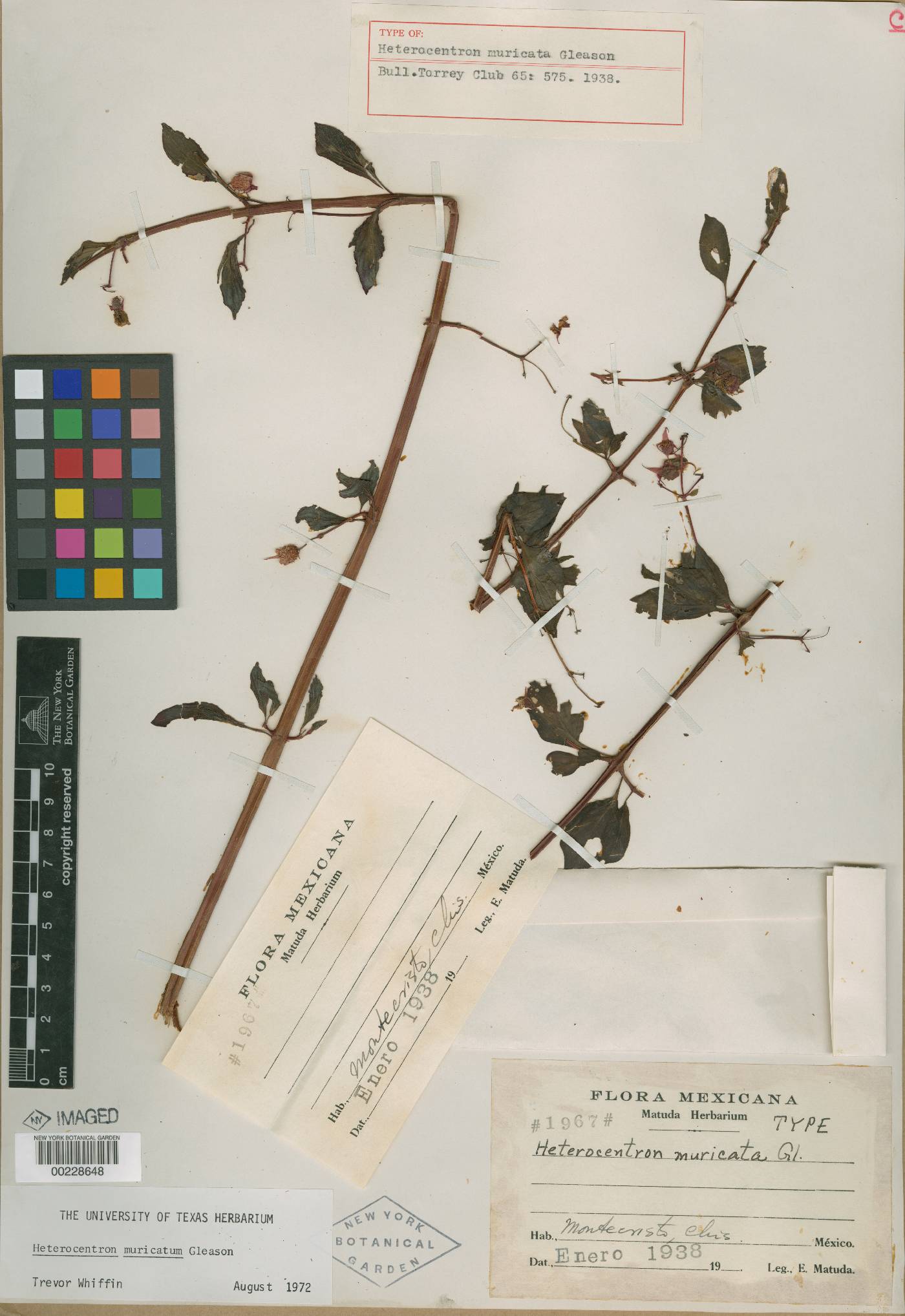 Heterocentron muricatum image