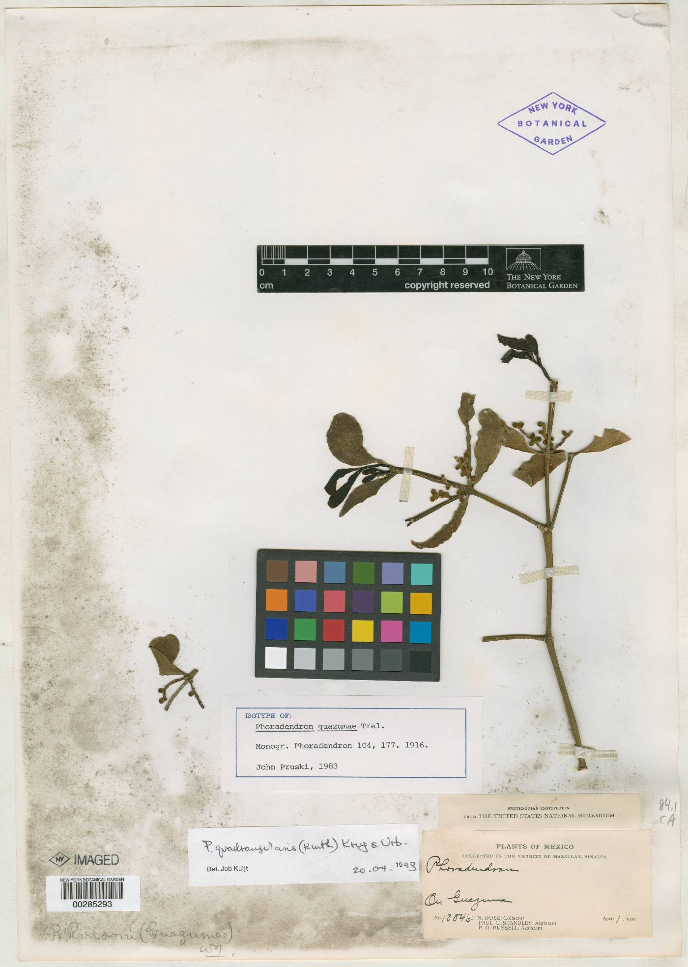 Phoradendron quadrangulare image