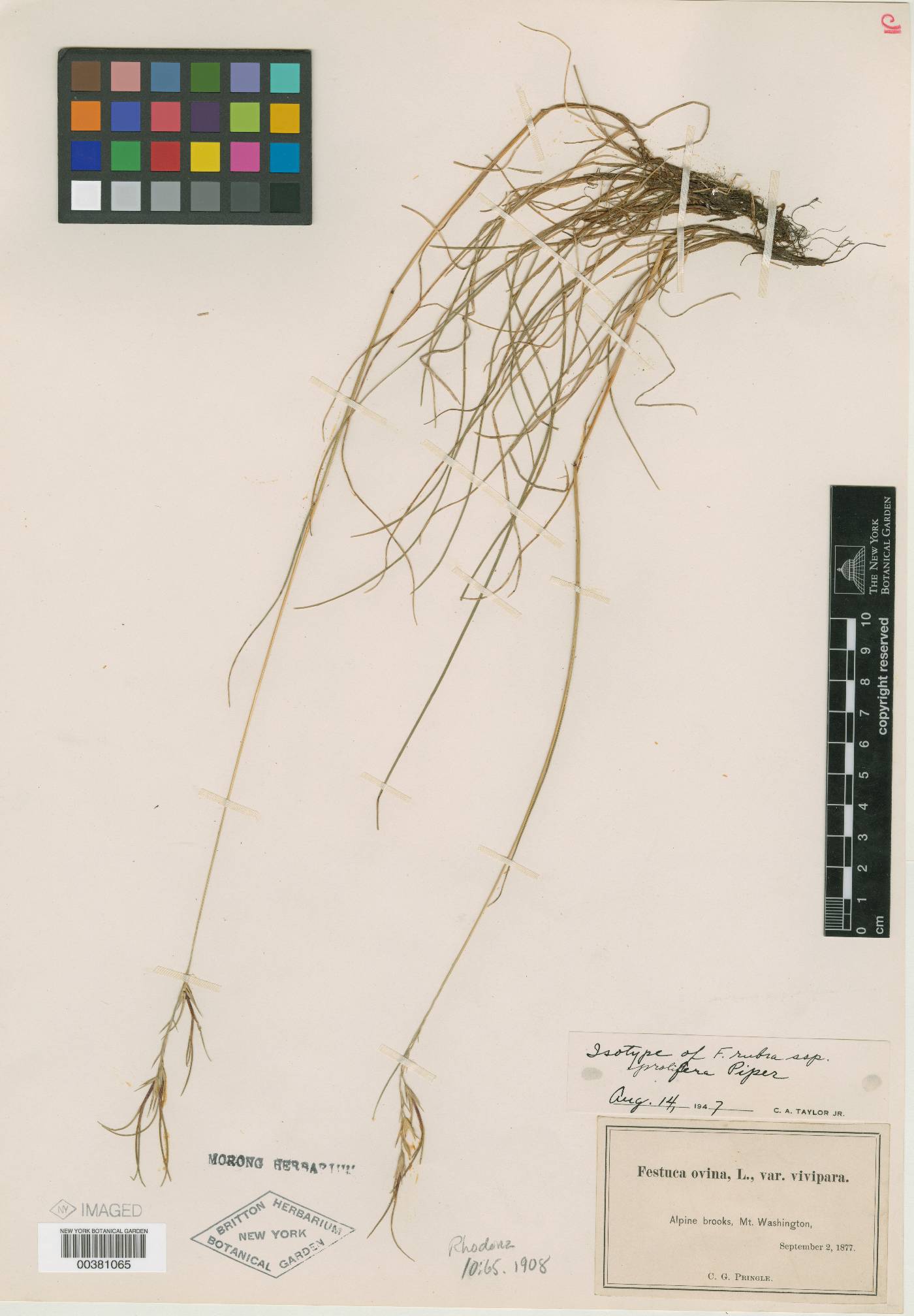 Festuca prolifera image