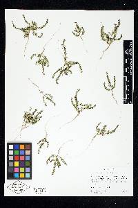 Lythrum tribracteatum image