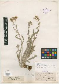 Horkelia sericoleuca image