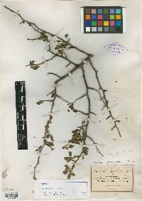 Bursera biflora image