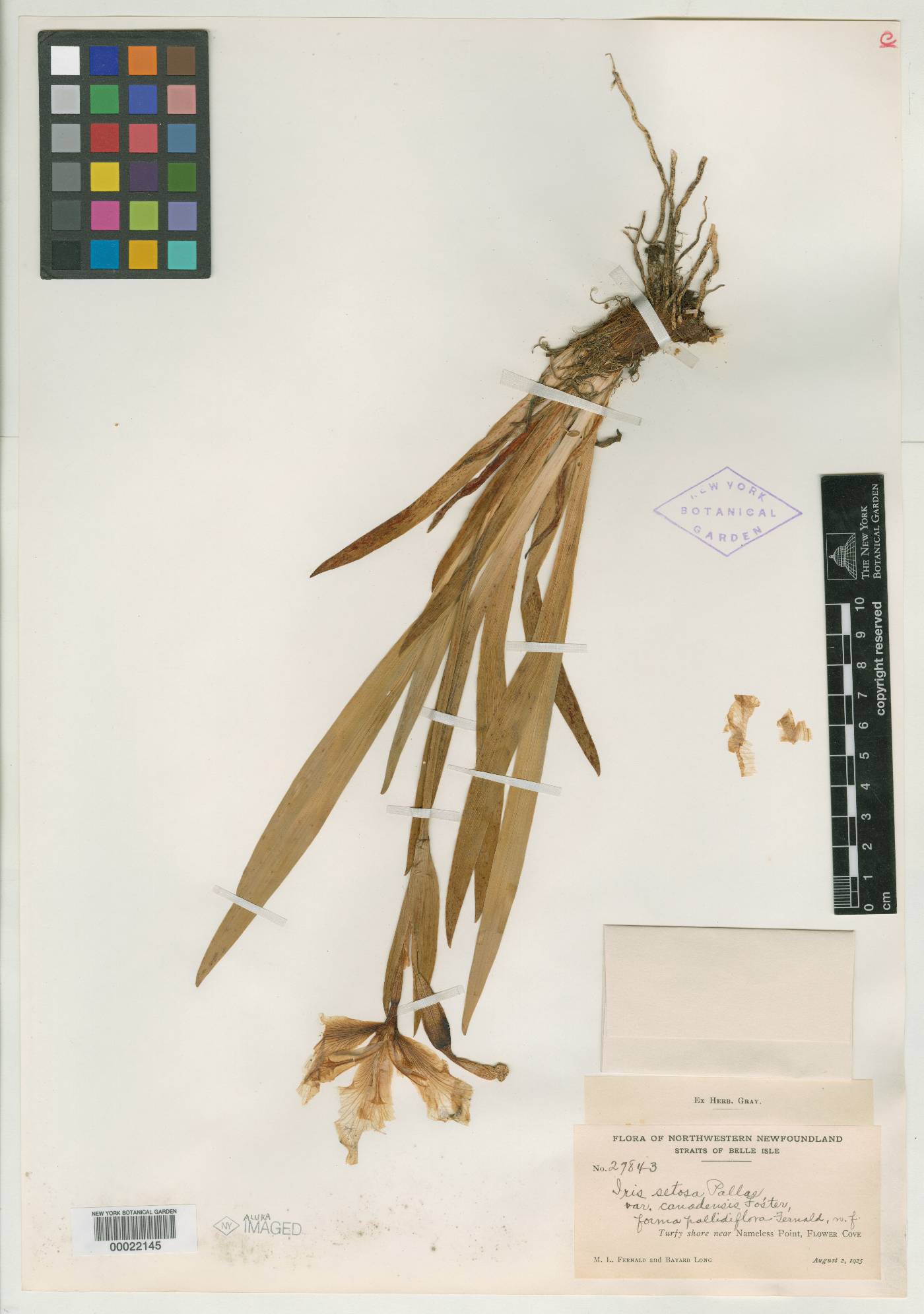 Iris hookeri image