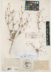 Eriogonum angulosum image