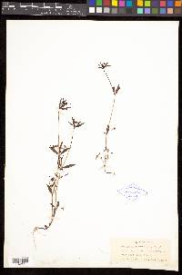 Collinsia parviflora image