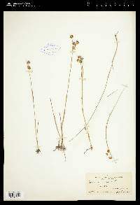 Juncus nodosus image