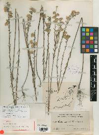 Aster simulatus image