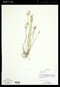 Juncus nevadensis image