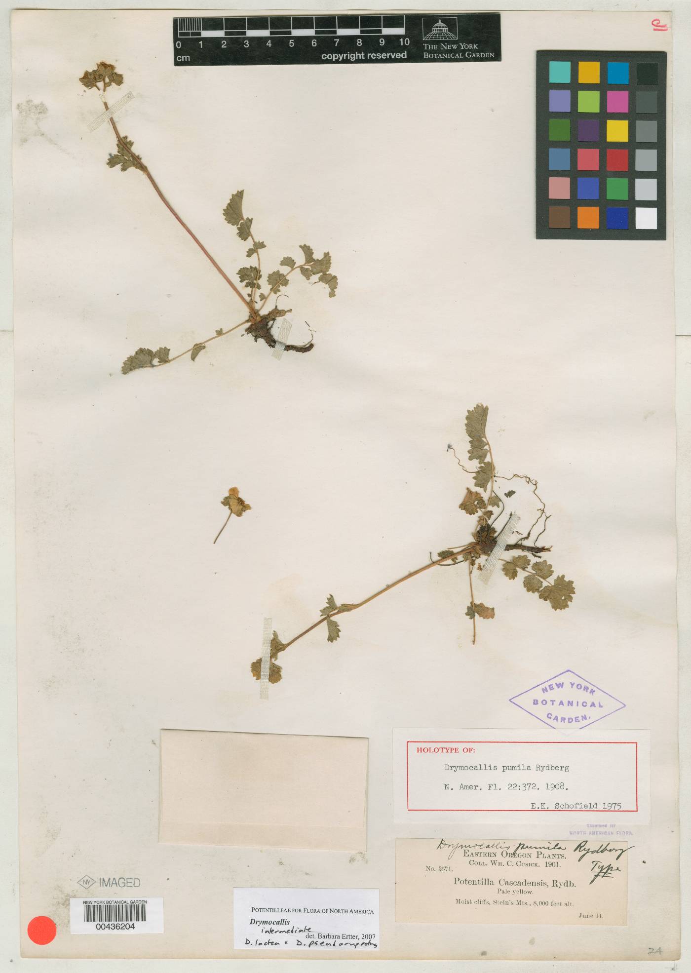 Drymocallis pumila image