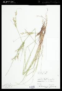 Juncus tenuis var. tenuis image