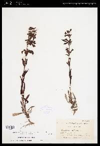 Penstemon albidus image