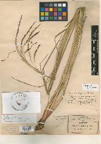 Carex psilocarpa image