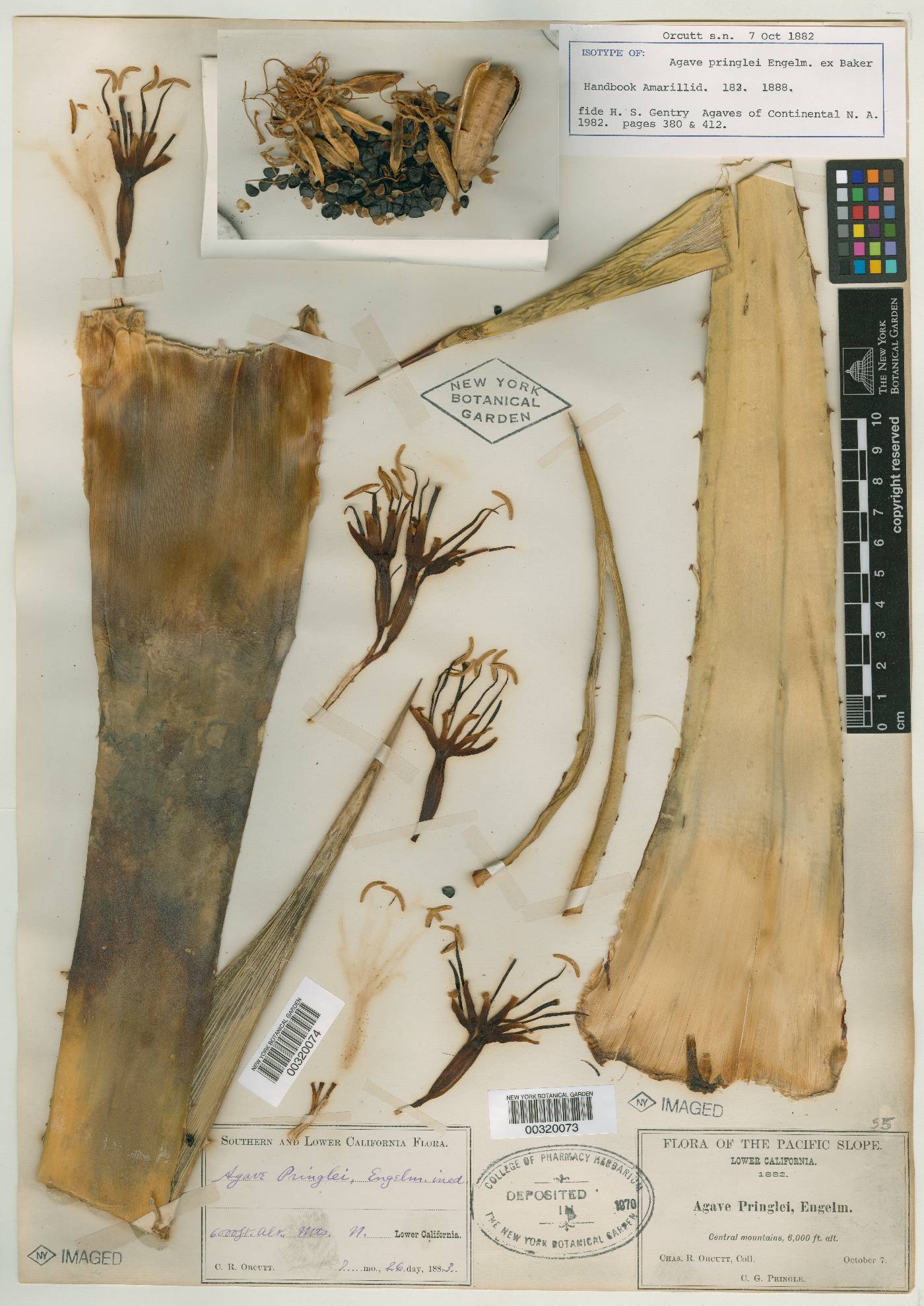 Agave pringlei image