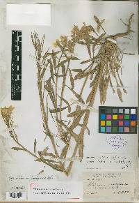 Image of Cheirinia brachycarpa