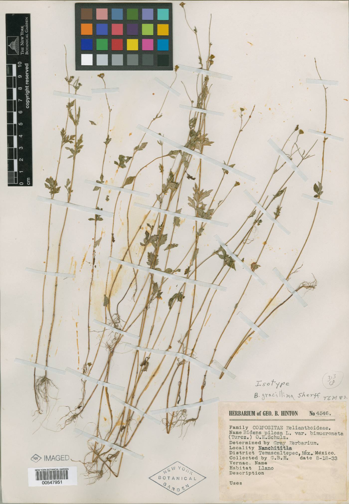 Bidens gracillima image