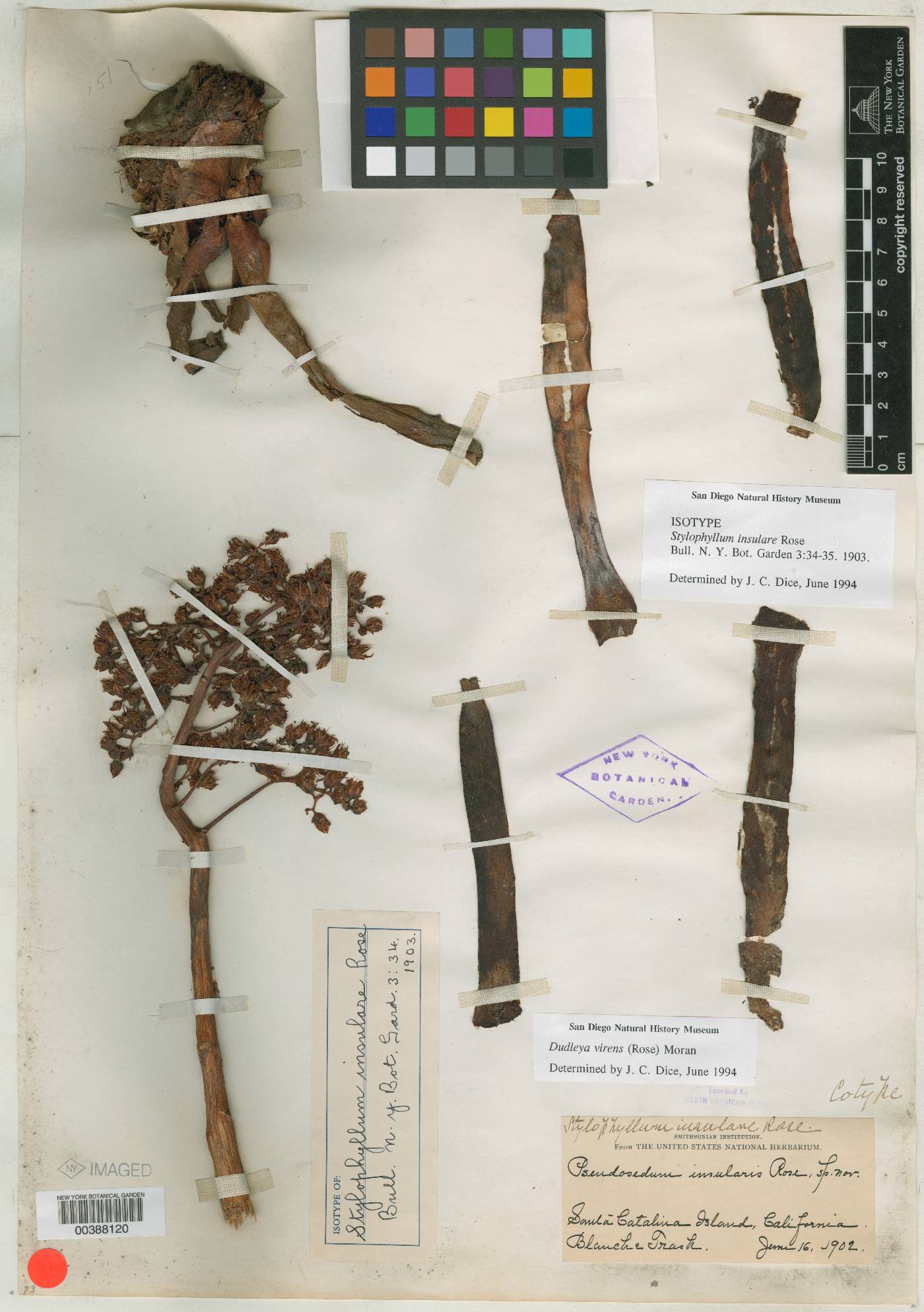 Stylophyllum insulare image