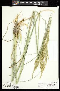 Spartina pectinata image