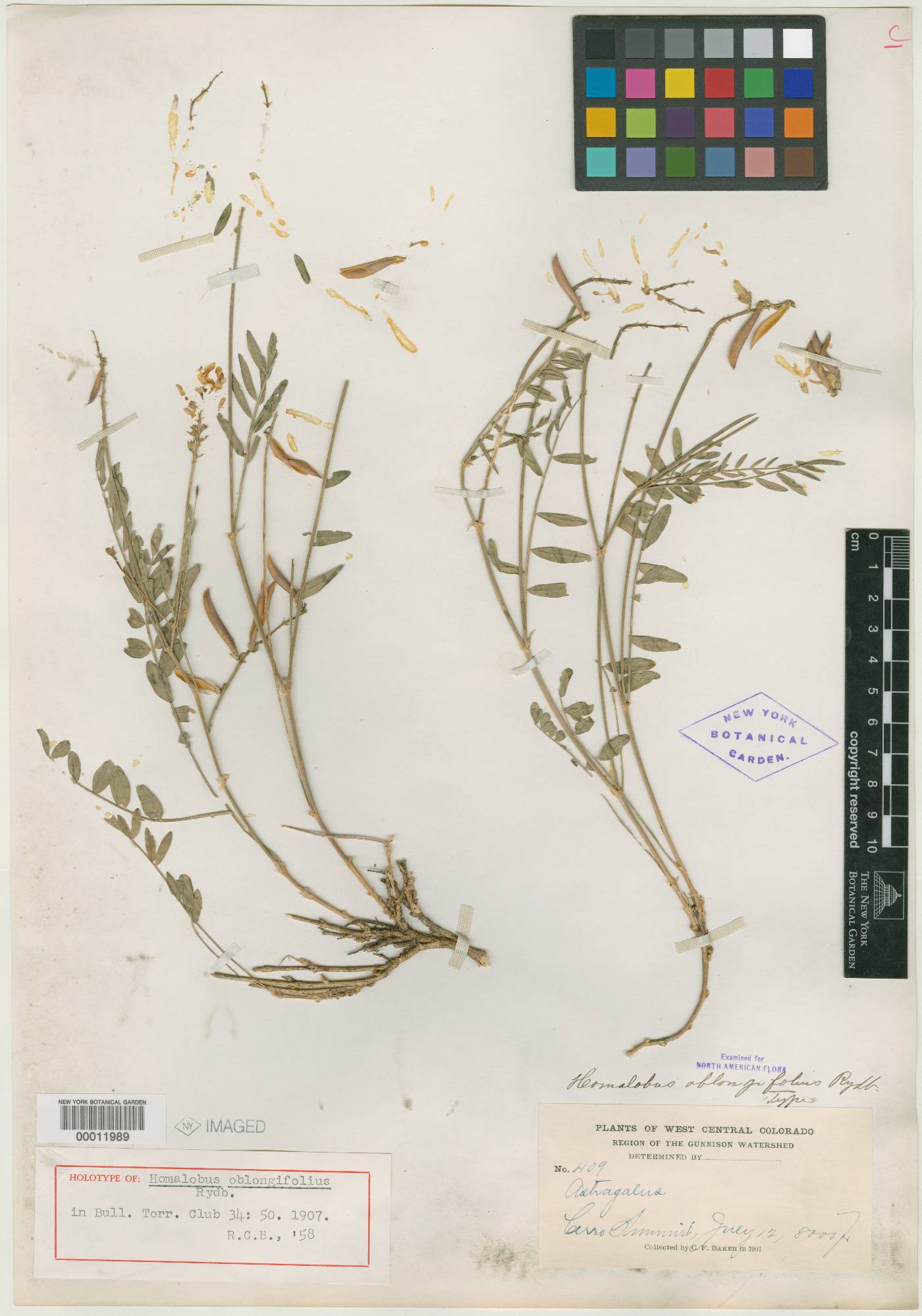 Homalobus oblongifolius image